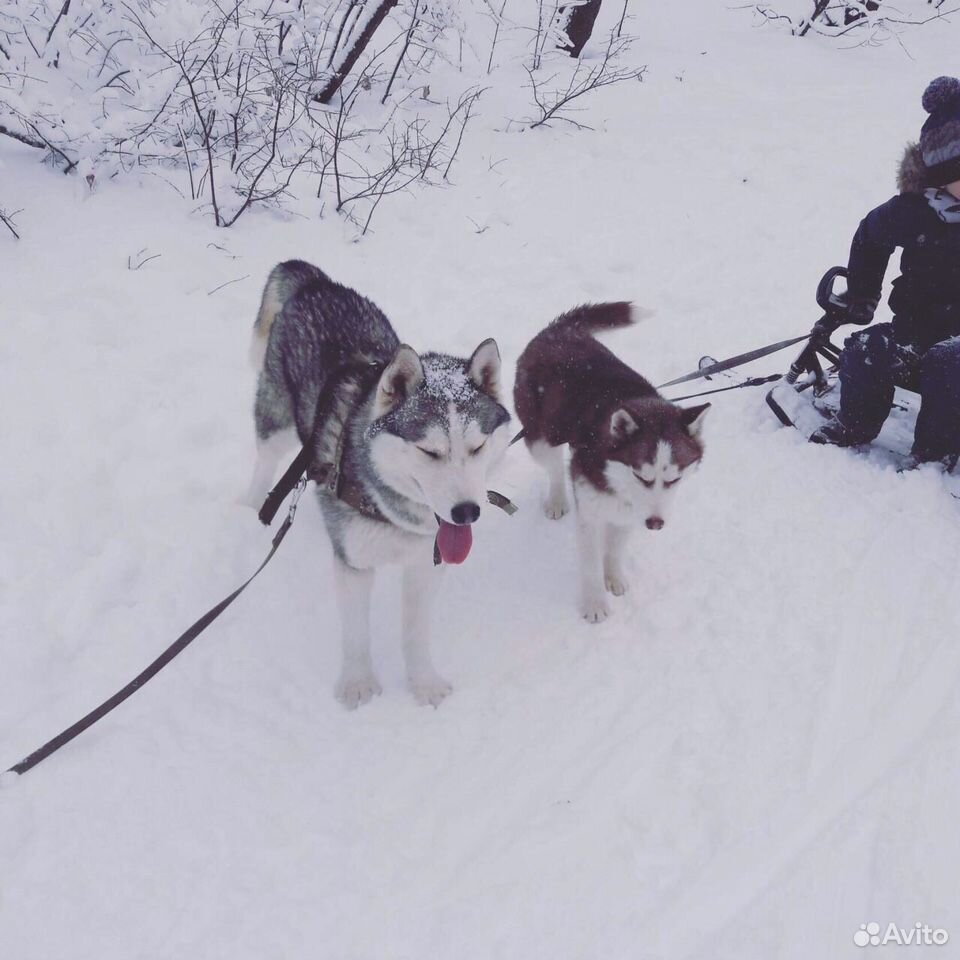 Хаски и его 72 глава