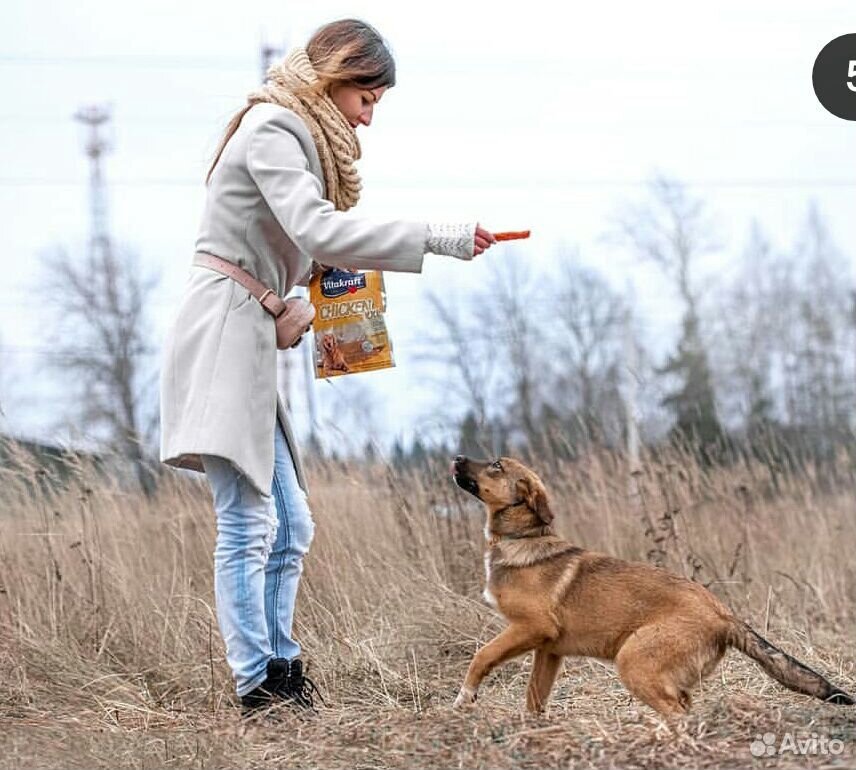 Собака, щенок купить на Зозу.ру - фотография № 3