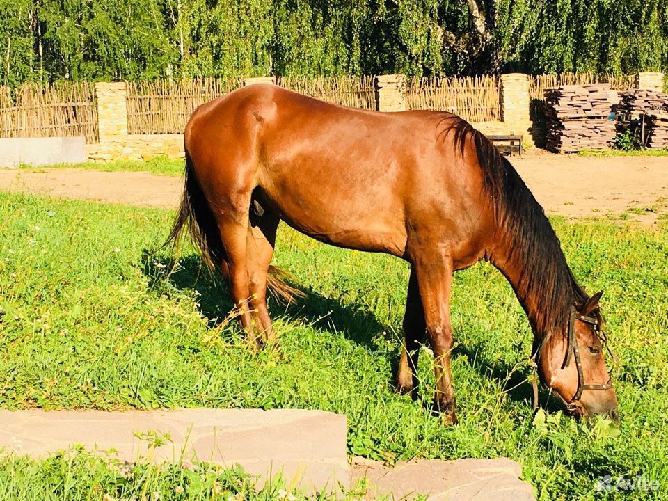 Лошадь, конь, жеребёнок купить на Зозу.ру - фотография № 1
