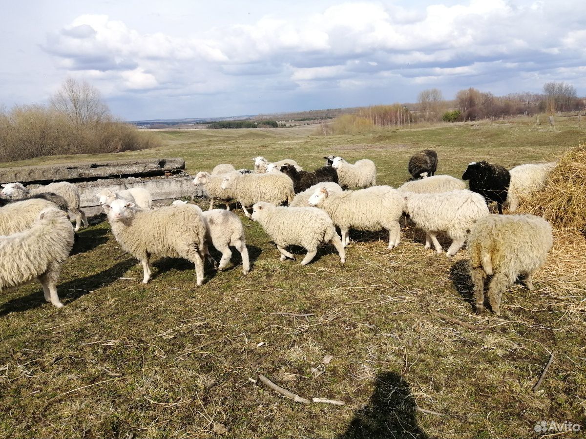 Продаю овец купить на Зозу.ру - фотография № 2
