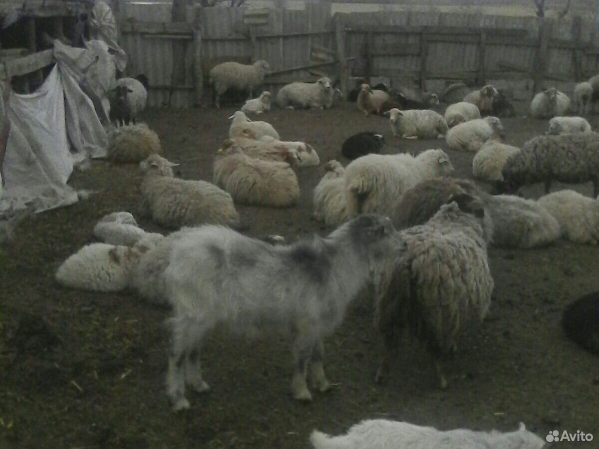 Овцы ягняты бараны козы купить на Зозу.ру - фотография № 3
