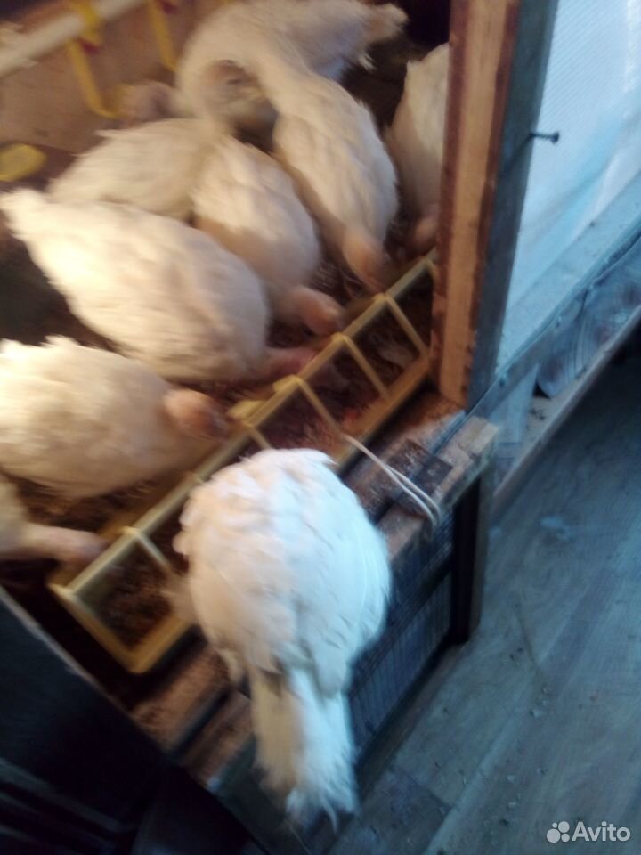 Семья индюков, индюшата, цыплята купить на Зозу.ру - фотография № 6