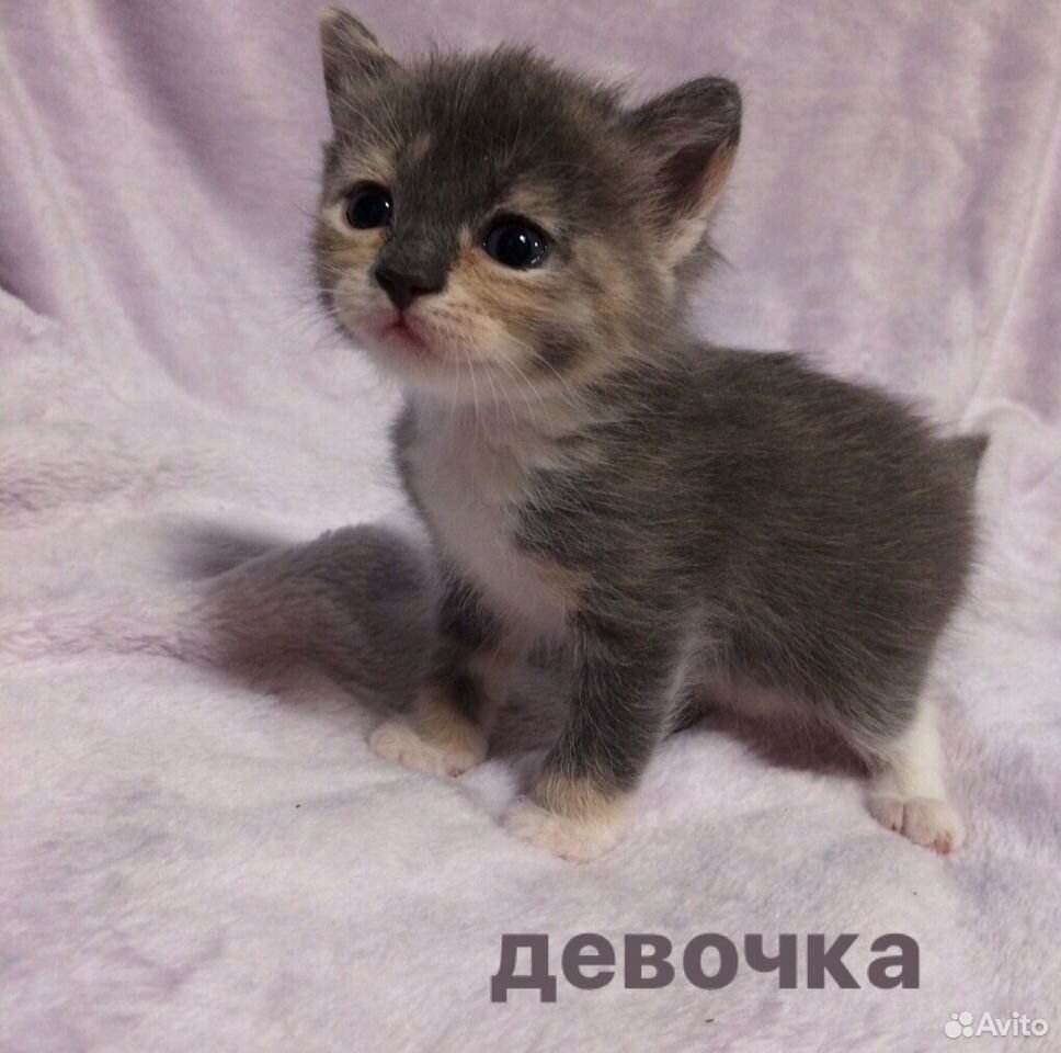 Отдам котят купить на Зозу.ру - фотография № 5