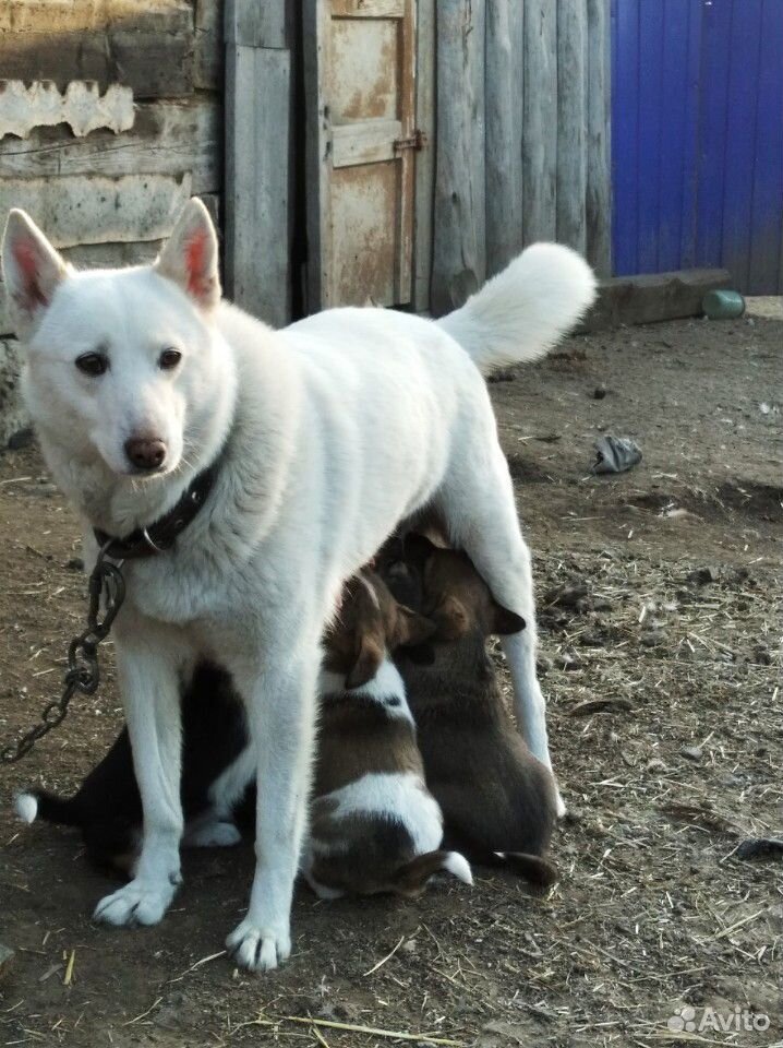 Собака Лайка купить на Зозу.ру - фотография № 1