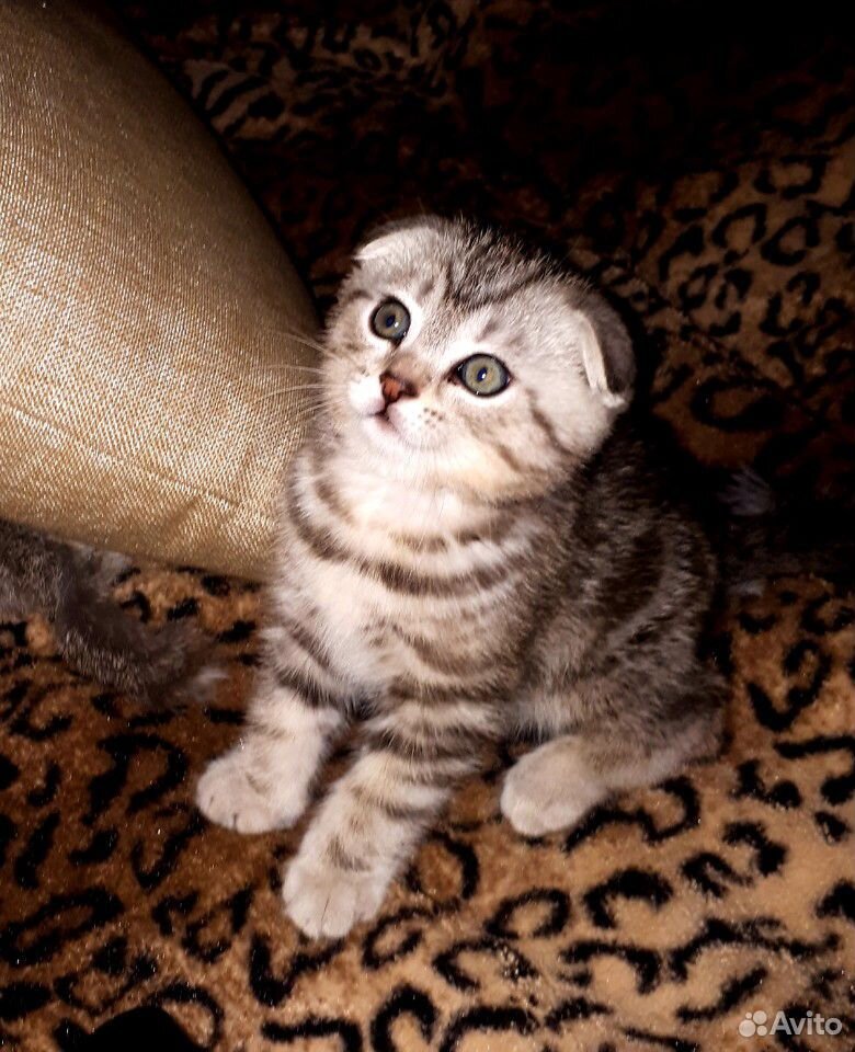 Шотладский котенок купить на Зозу.ру - фотография № 2