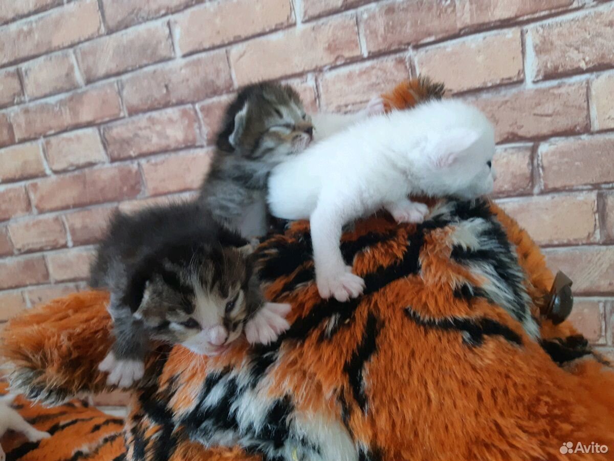 Котята купить на Зозу.ру - фотография № 6