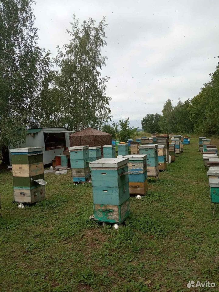 Продам пчелосемьи и отводки купить на Зозу.ру - фотография № 1