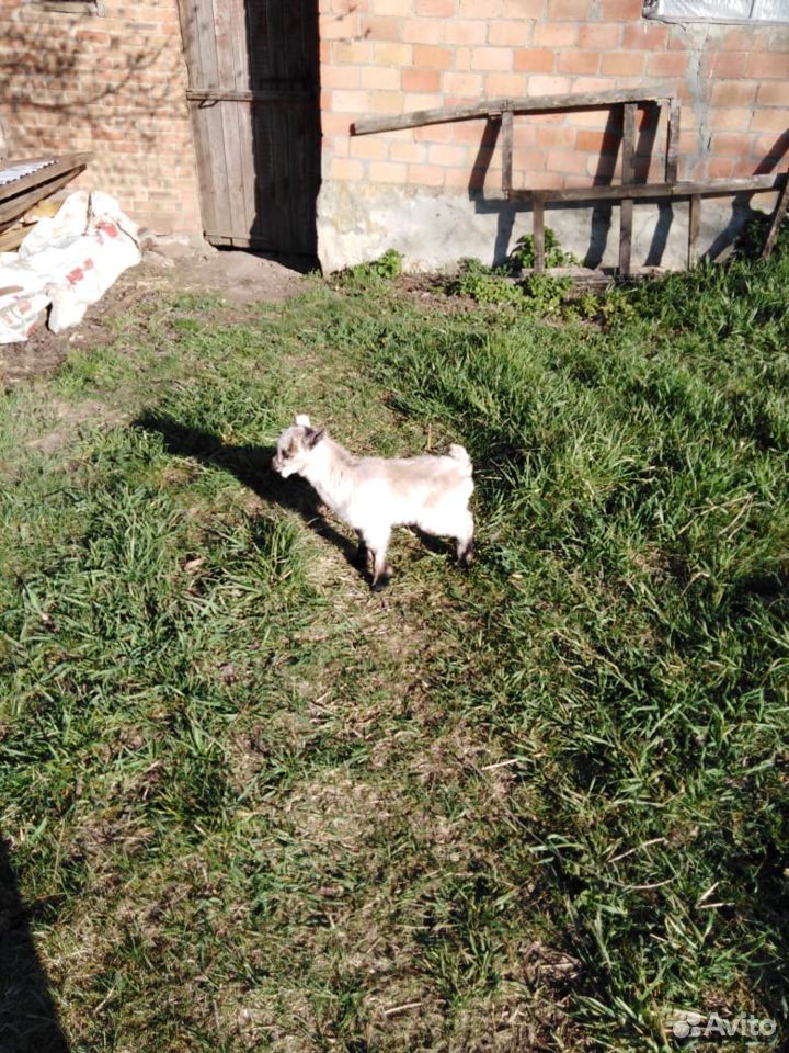 Козлята от безрогой козы купить на Зозу.ру - фотография № 3