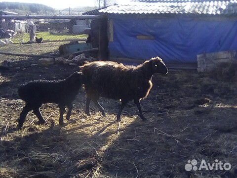 Курдючная овца с ягнёнком купить на Зозу.ру - фотография № 1
