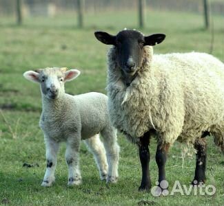 Овцы барашки, игнята купить на Зозу.ру - фотография № 1