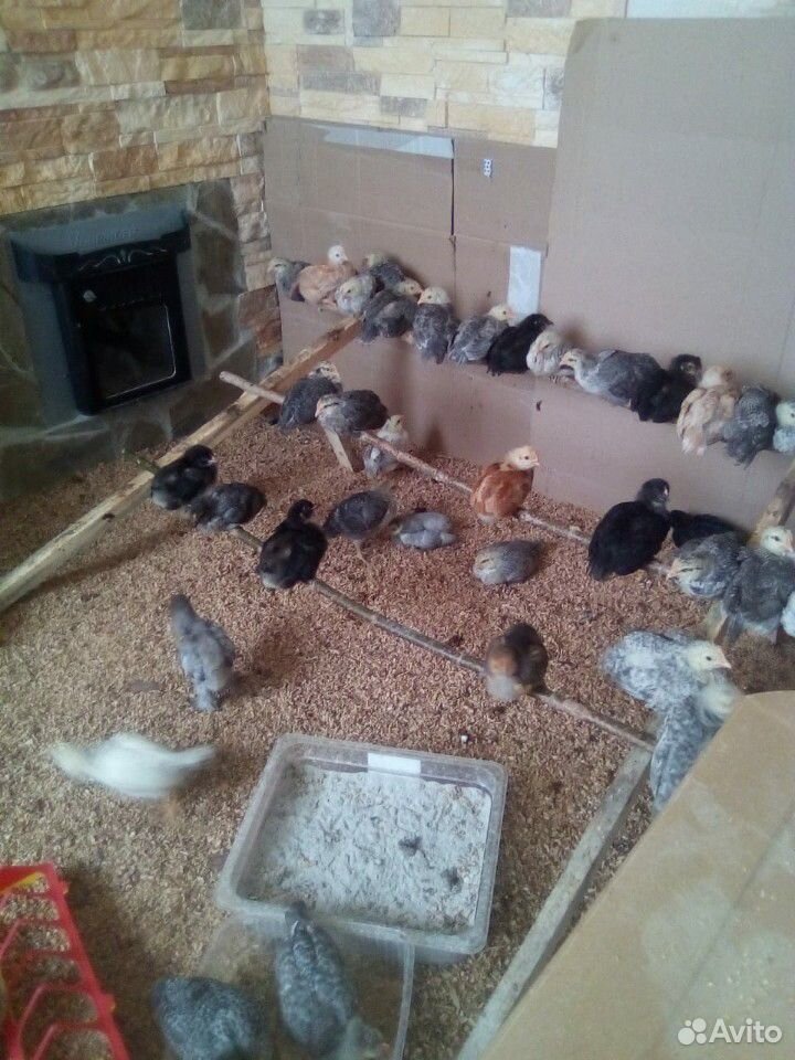 Цыплята от домашних курочек-несушек купить на Зозу.ру - фотография № 2