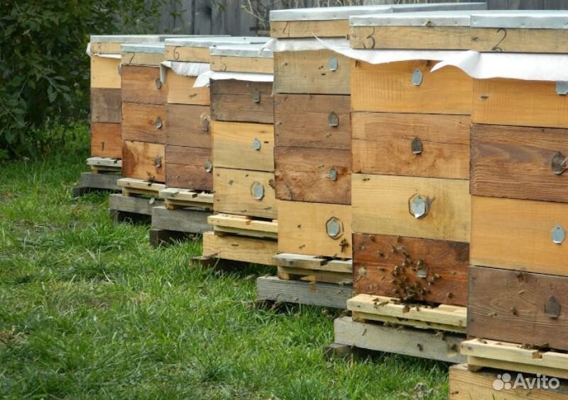 Семьи пчел с корпусами купить на Зозу.ру - фотография № 2