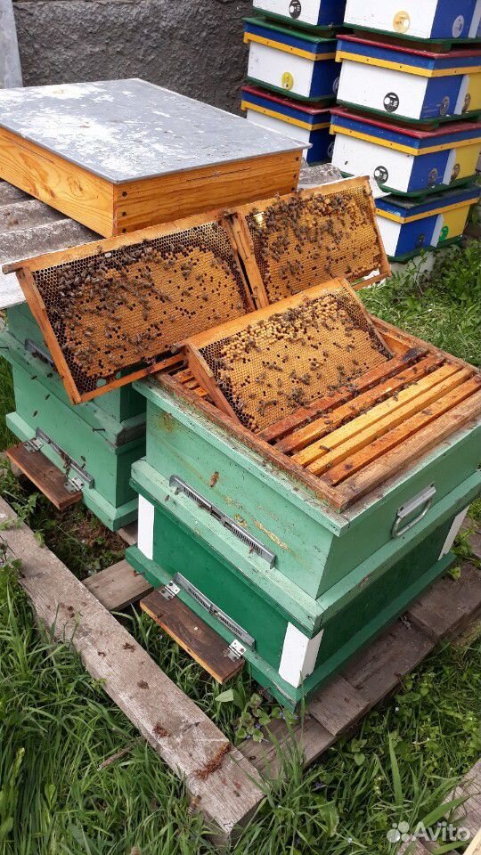 Продаются пчёлы купить на Зозу.ру - фотография № 9