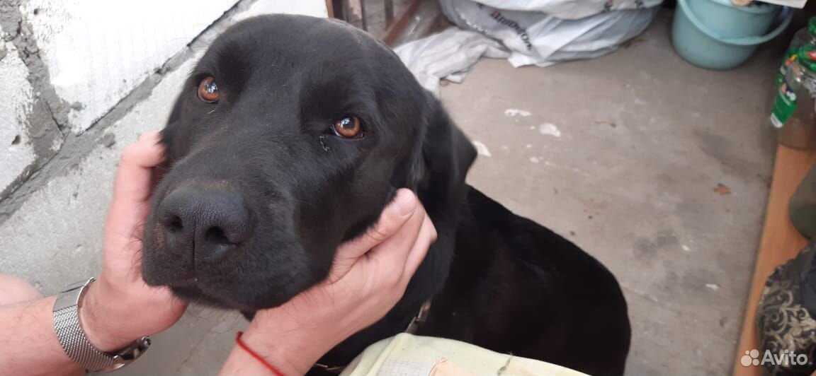 Найдена собака в Малаховке купить на Зозу.ру - фотография № 1