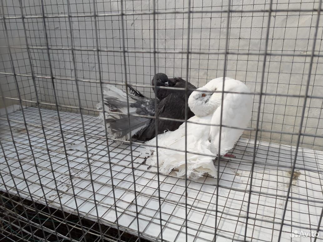 Павлиньи голуби купить на Зозу.ру - фотография № 7