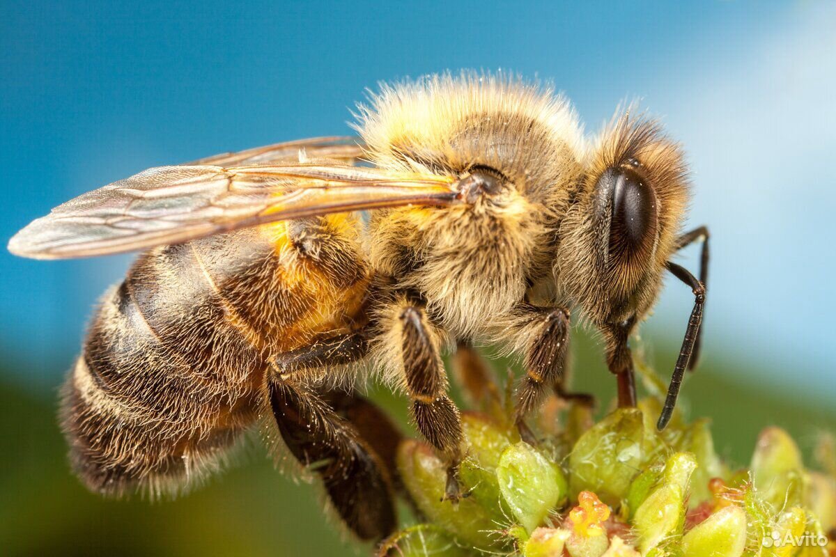 Пчелосемьи купить на Зозу.ру - фотография № 1