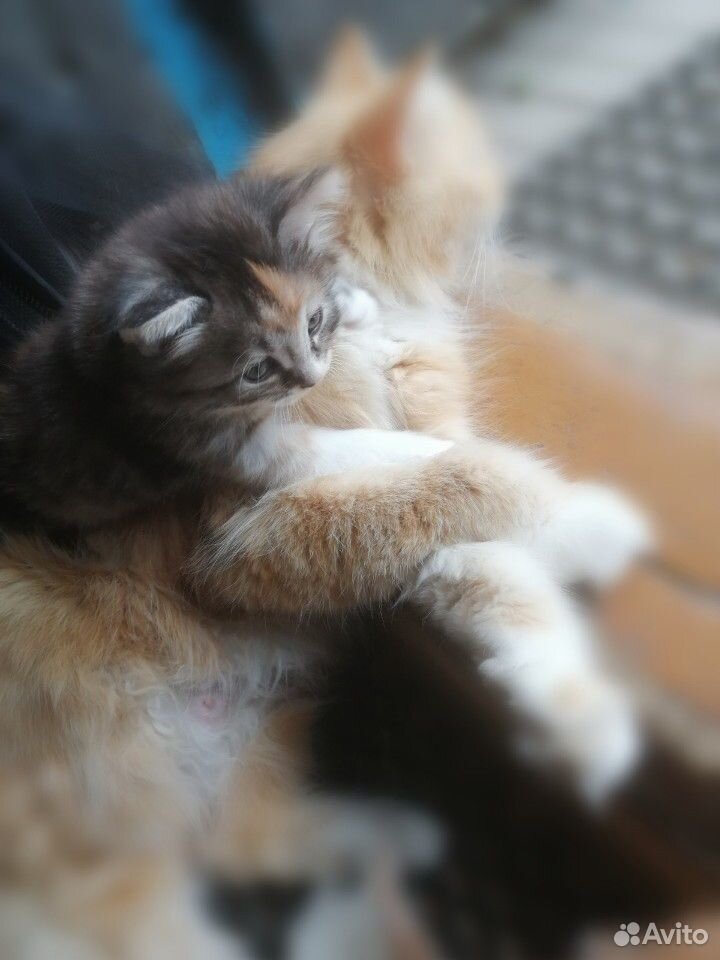 Котята сибирской кошки купить на Зозу.ру - фотография № 3