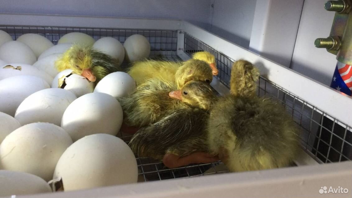 Инкубационные яйца утиные купить на Зозу.ру - фотография № 1