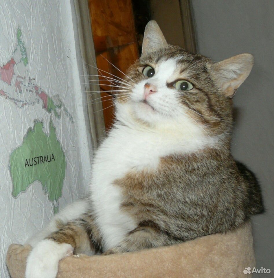 Котик в поисках дома купить на Зозу.ру - фотография № 2