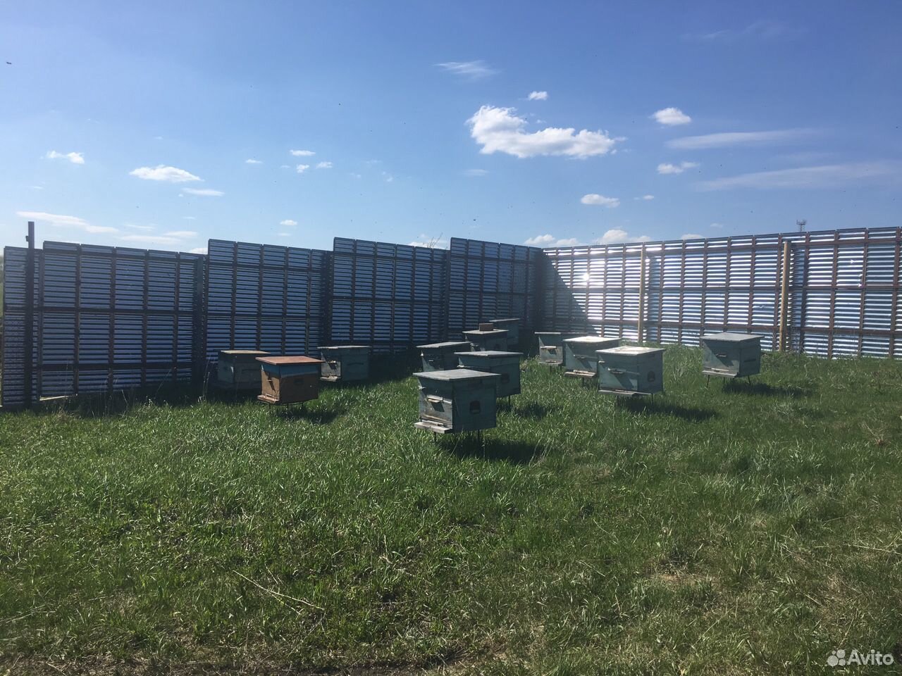 12 пчелосемей с ульями купить на Зозу.ру - фотография № 2