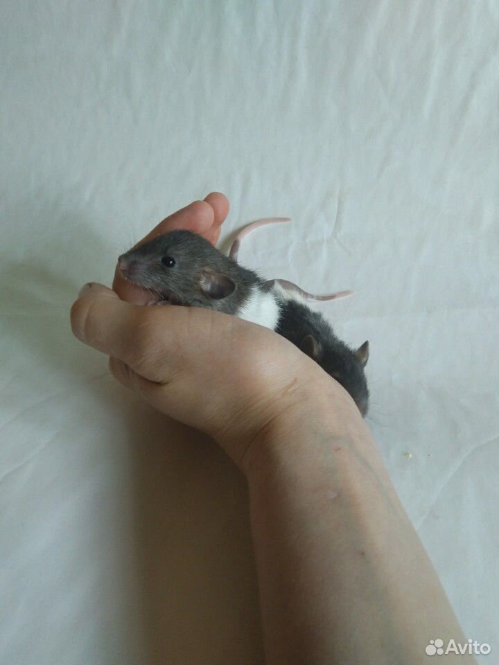 Ручные крысята купить на Зозу.ру - фотография № 4