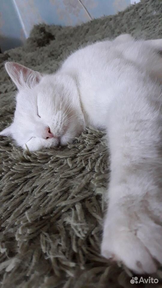Белоснежная кошка купить на Зозу.ру - фотография № 4