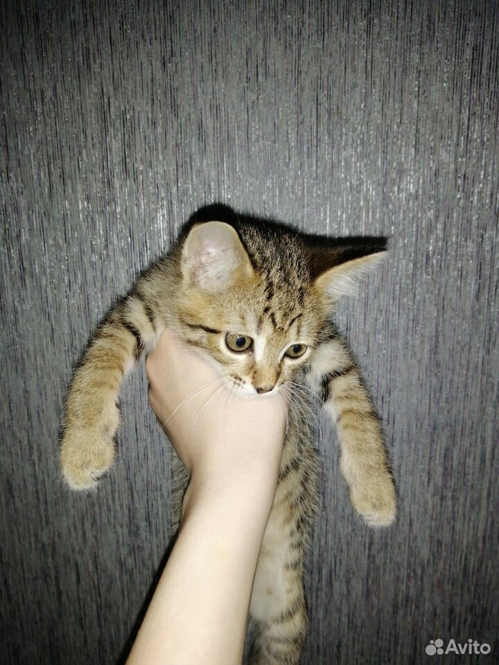Отдам котёнка в добрые руки купить на Зозу.ру - фотография № 5