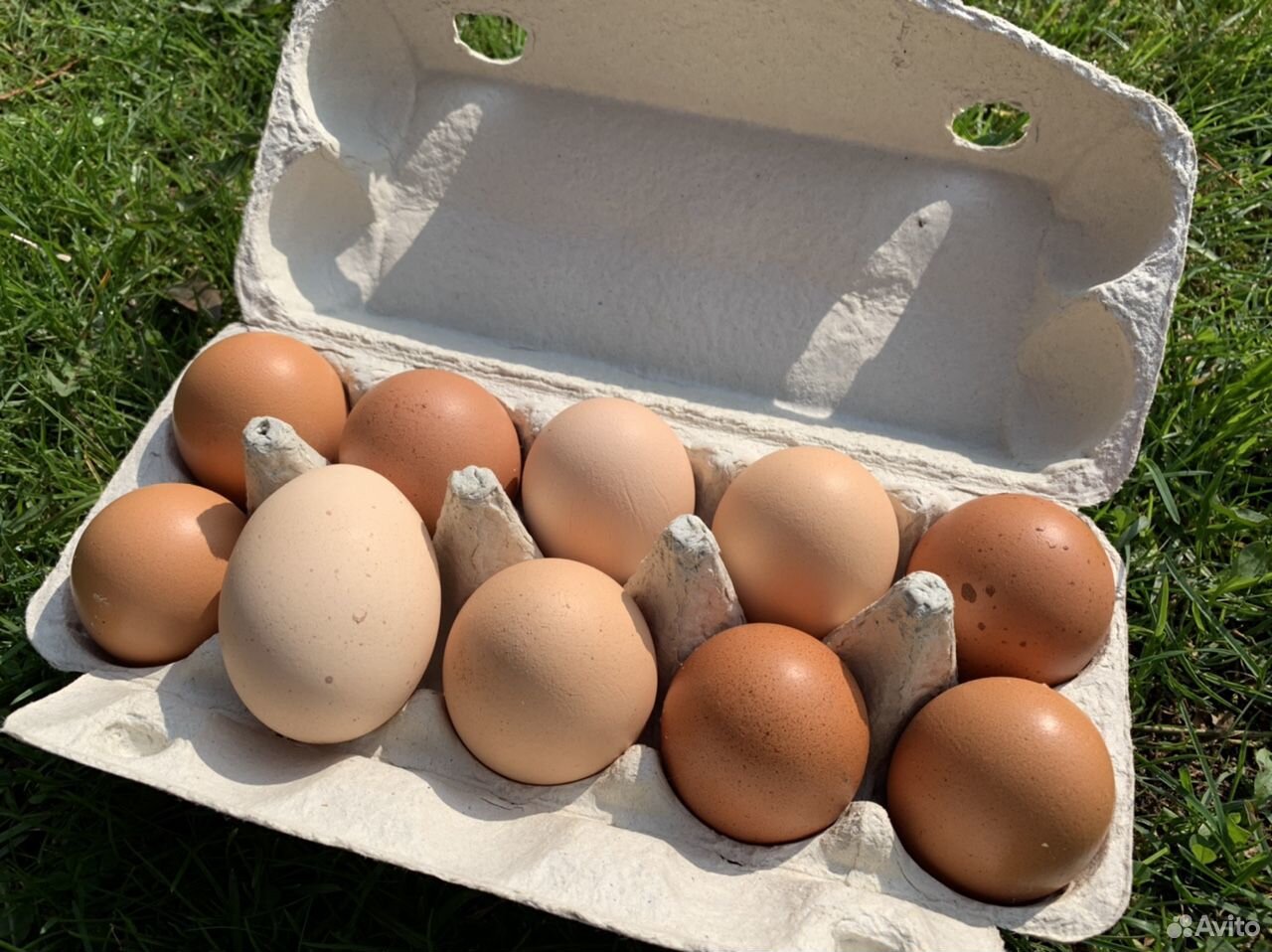 Яйцо куриное домашнее (без комбикорма) купить на Зозу.ру - фотография № 1