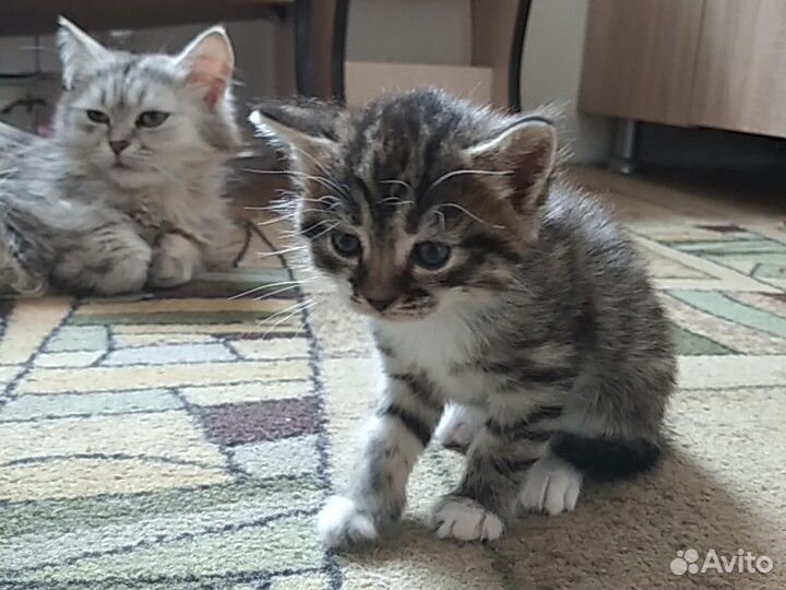 2 маленьких котика купить на Зозу.ру - фотография № 2