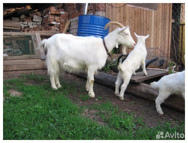 Продается коза и двое козлят купить на Зозу.ру - фотография № 1