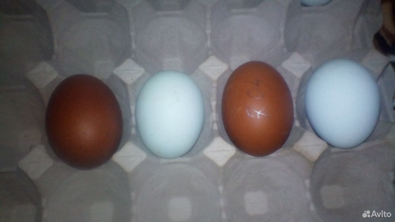Продам инкубационные яйца купить на Зозу.ру - фотография № 1
