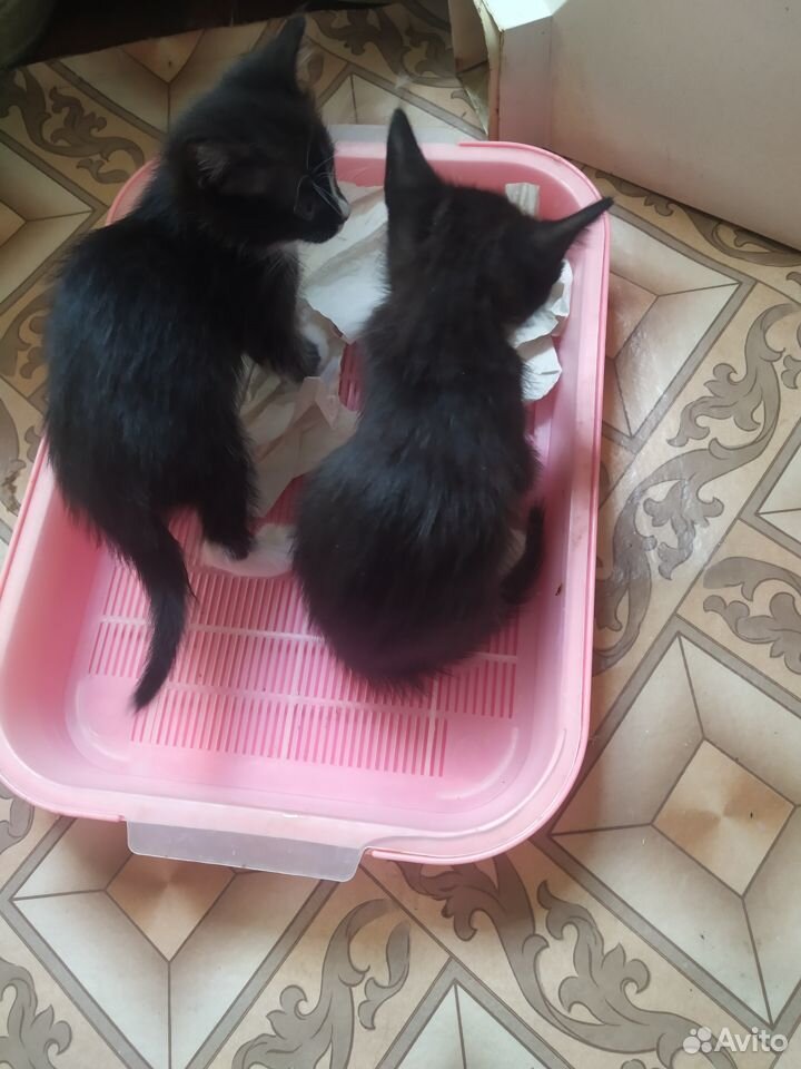 Кошечки и котята купить на Зозу.ру - фотография № 4