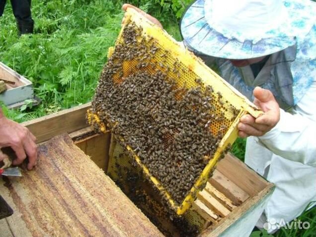 Пчелосемьи Карника купить на Зозу.ру - фотография № 1