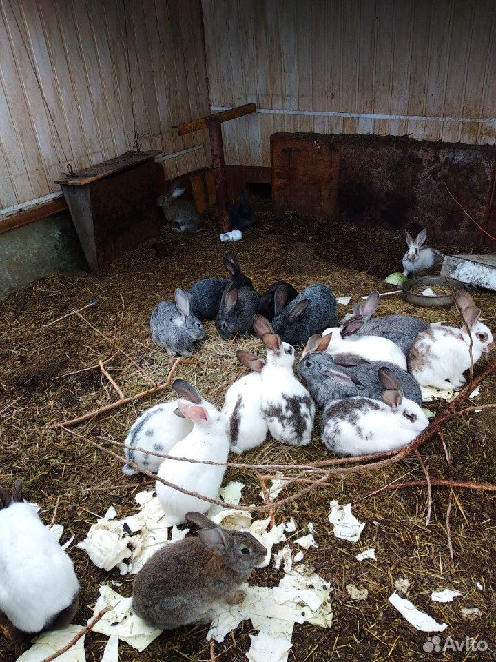 Кролики на доращивание еду и на племя купить на Зозу.ру - фотография № 2