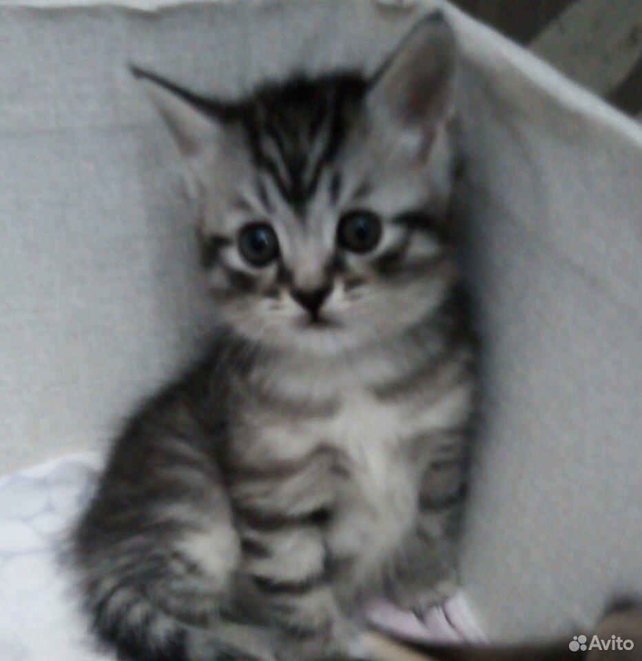 Продам шотландских котят. Котята родились 4 апреля купить на Зозу.ру - фотография № 8
