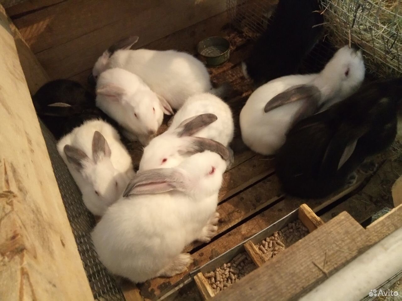 Продаются кролики купить на Зозу.ру - фотография № 1