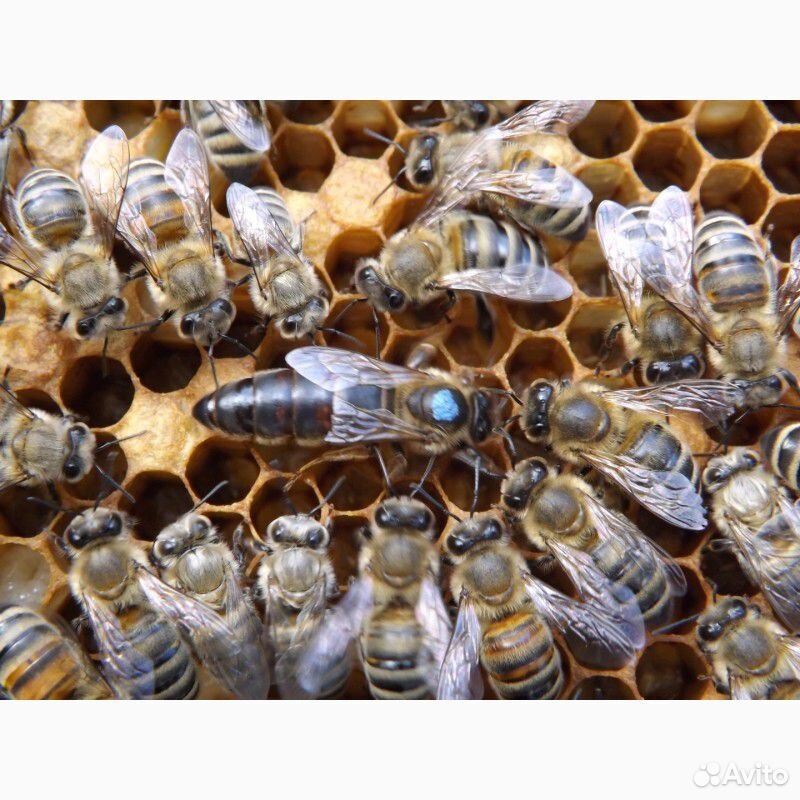 Купить пчел в белгородской. Пчеломатки 2022. Пчеломатка Карпатка. Пчеломатка Карника. Пчеломатки Бакфаст.