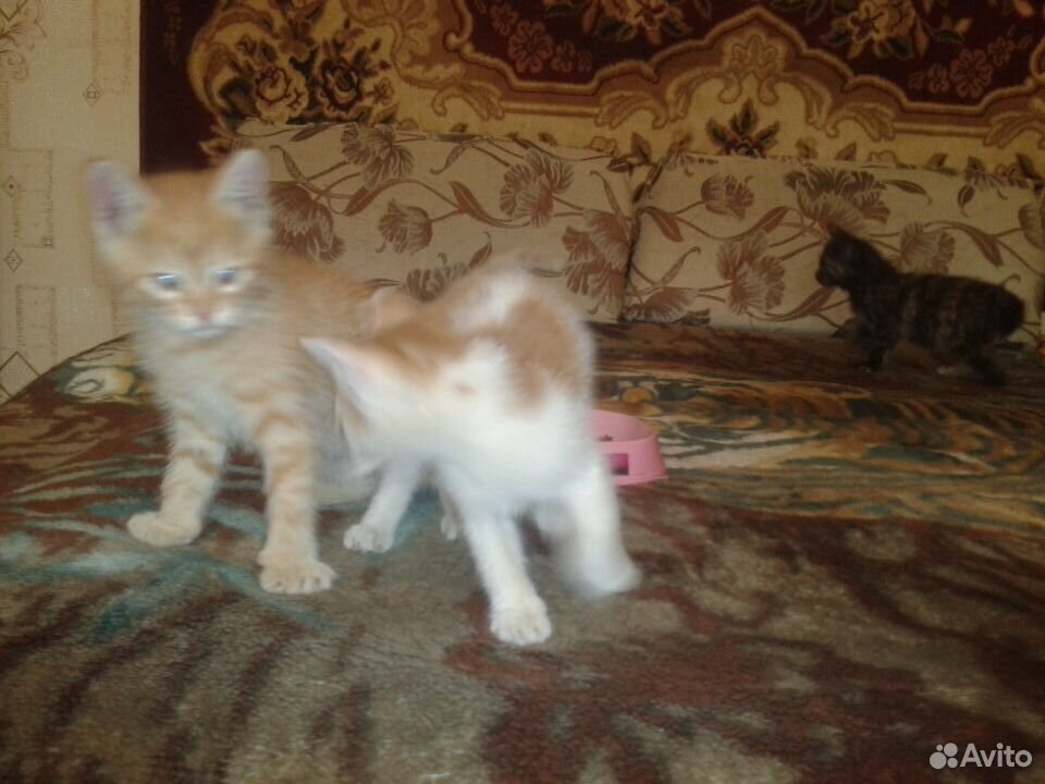 Два кота и кошечка купить на Зозу.ру - фотография № 5