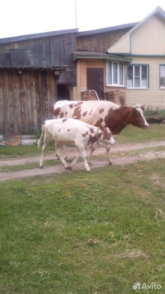 Продаётся корова купить на Зозу.ру - фотография № 1