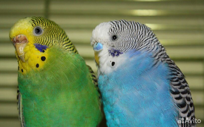 Волнистые попугаи. Цена за пару купить на Зозу.ру - фотография № 1