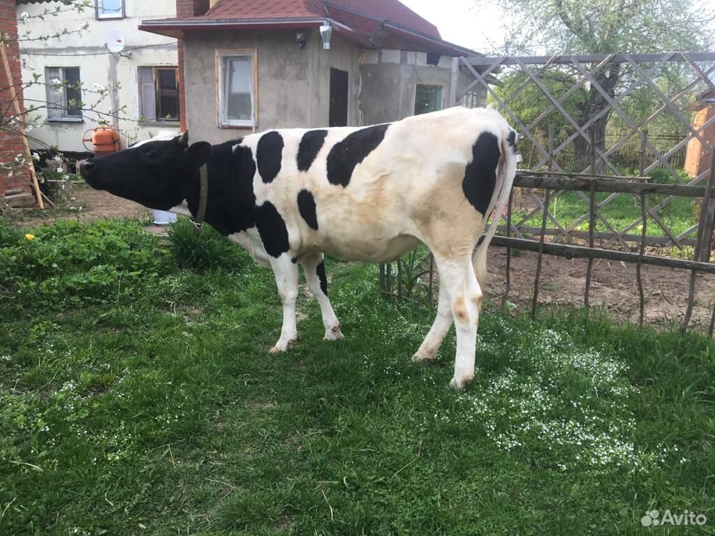 Корова Голштинской породы купить на Зозу.ру - фотография № 3
