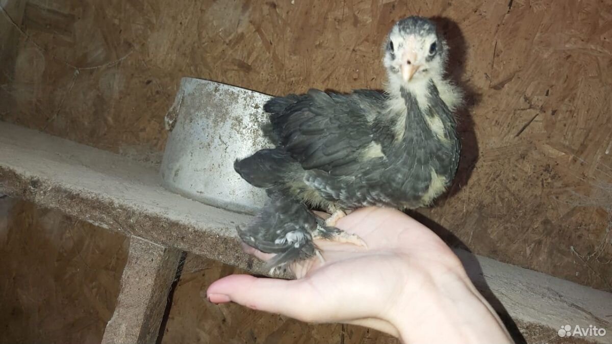 Цыплята чистопородные брама,вырастают очень крупны купить на Зозу.ру - фотография № 2