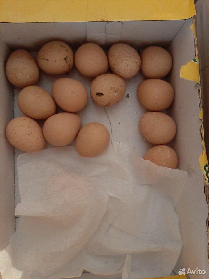 Яйца цесарки купить на Зозу.ру - фотография № 1