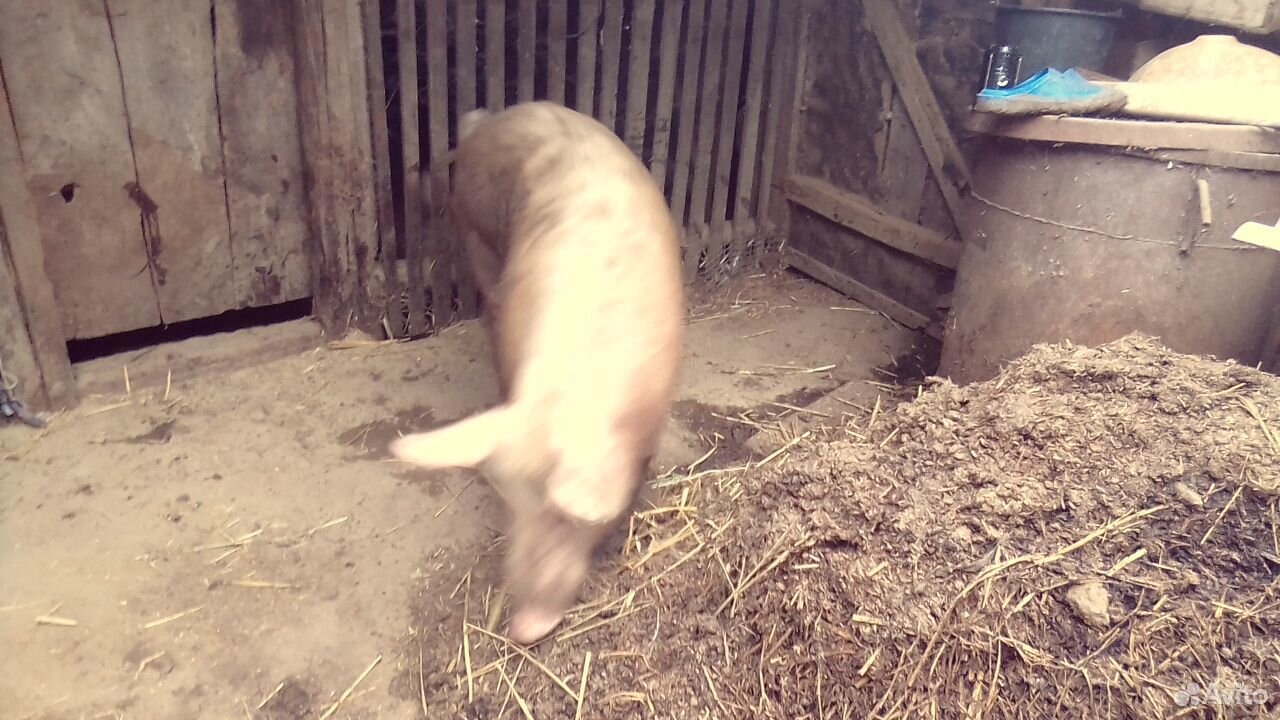 Самец свиньи купить на Зозу.ру - фотография № 2