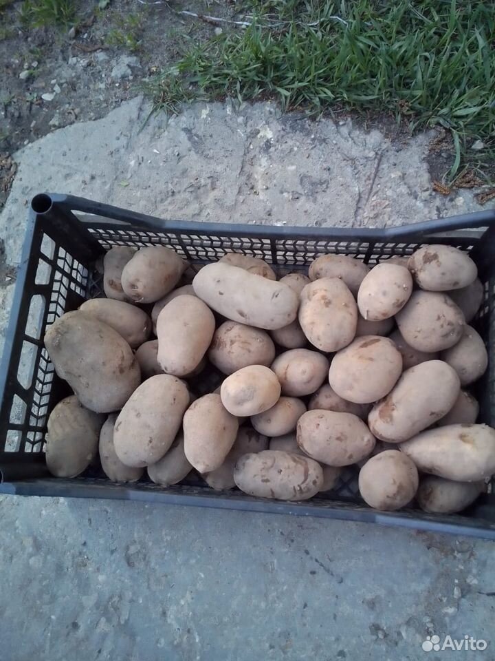 Крупный картофель на Вербовском купить на Зозу.ру - фотография № 1