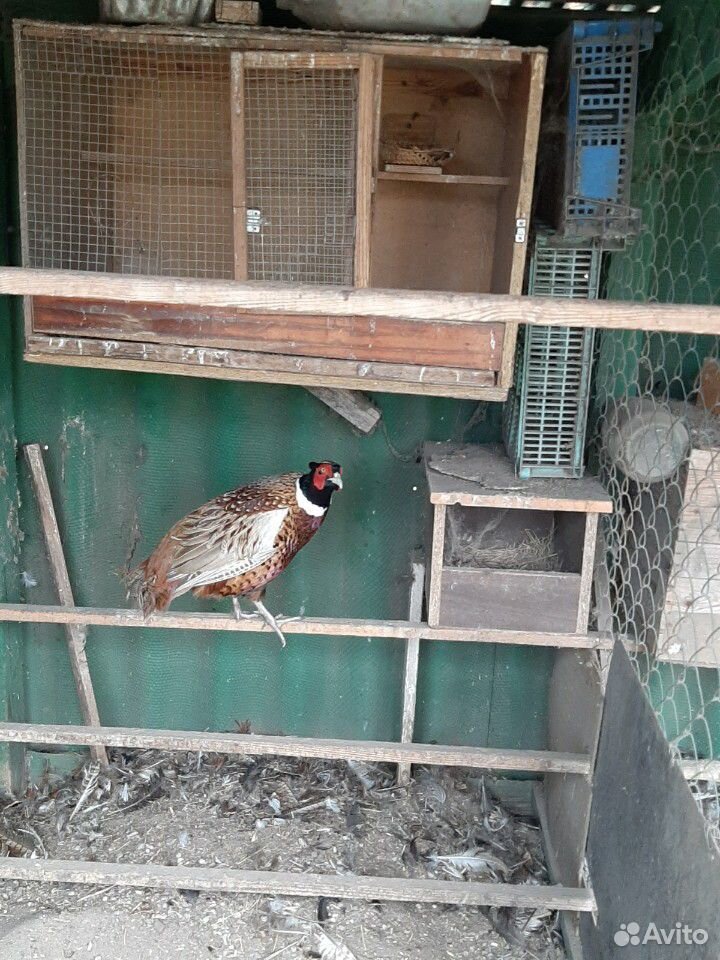 Охотничий фазан купить на Зозу.ру - фотография № 2