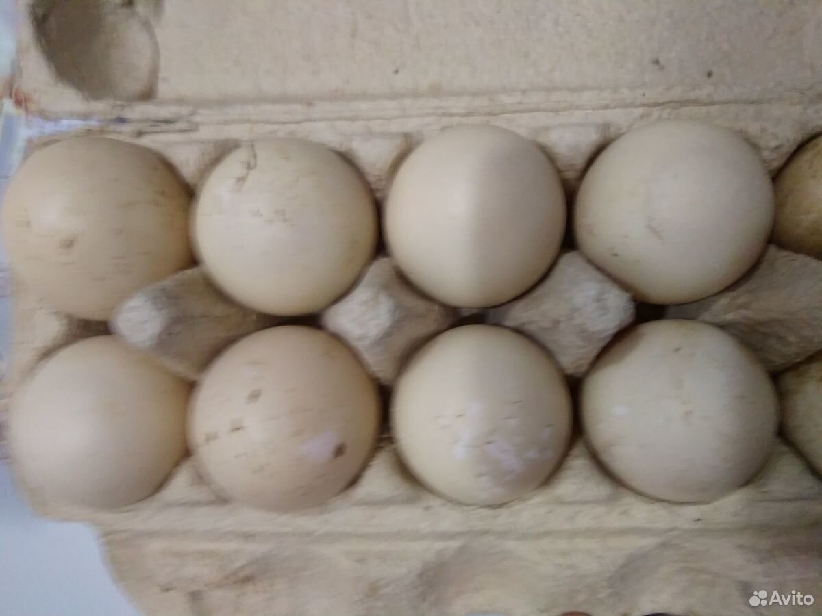 Яйца индоуток,Аракауна, Китайские шелковые купить на Зозу.ру - фотография № 1