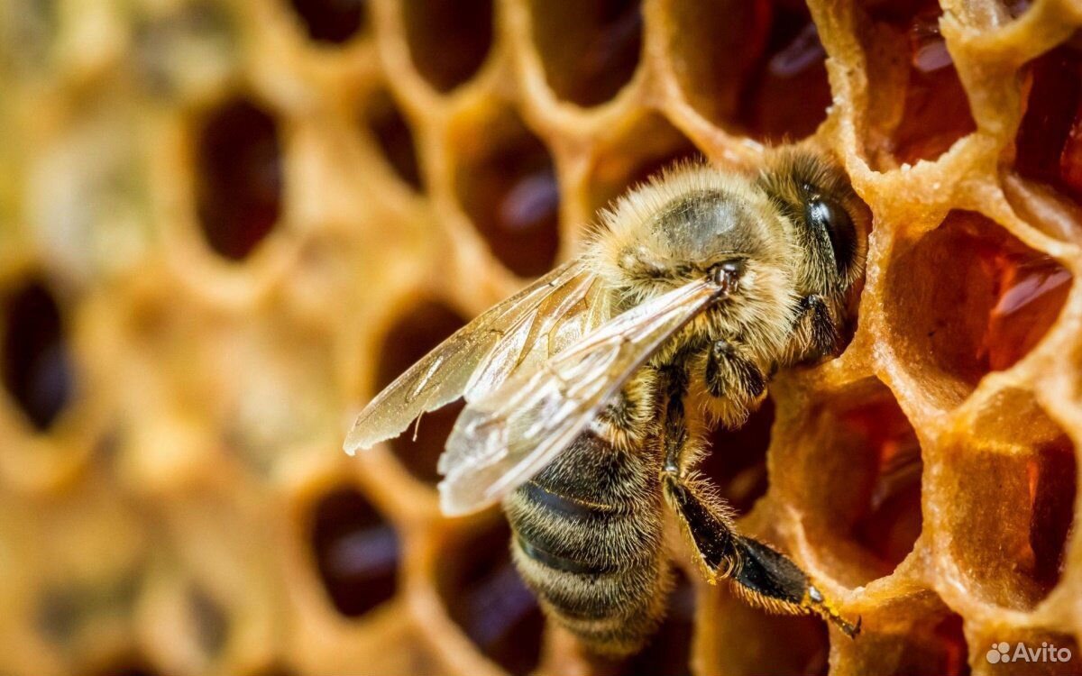 Продам пчелосемьи, рамка Дадан купить на Зозу.ру - фотография № 1