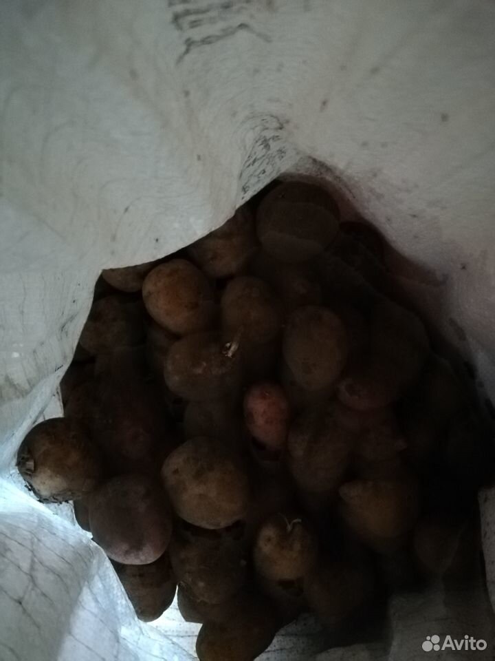 Картофель на корм скоту купить на Зозу.ру - фотография № 1
