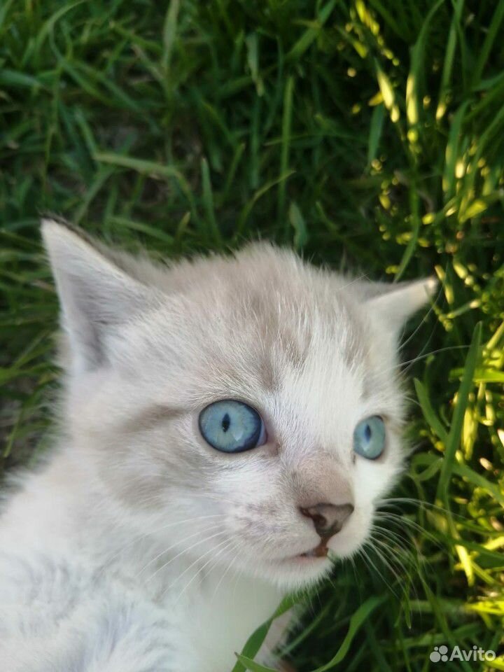 Котик с голубыми глазами в добрые руки купить на Зозу.ру - фотография № 1